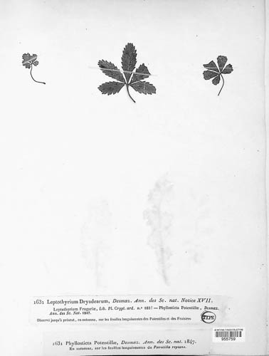Leptothyrium dryadearum image